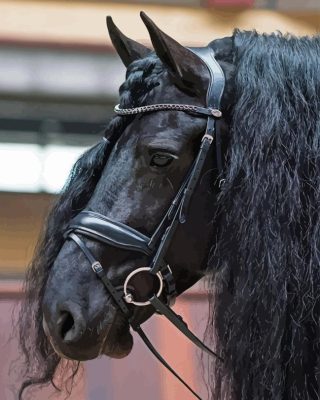 Braid Horse Hair Head With Bridle Paint By Numbers