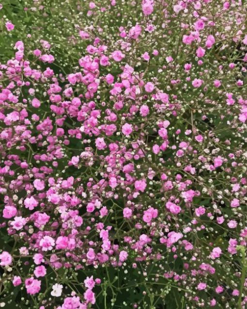 Pink Gypsophila Paint By Numbers