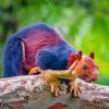 Rainbow Squirrel Paint By Numbers