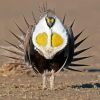 Sage Grouse Paint By Numbers