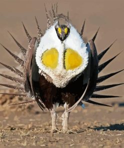 Sage Grouse Paint By Numbers