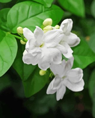 White Flowers Jasminum Sambac Paint By Numbers