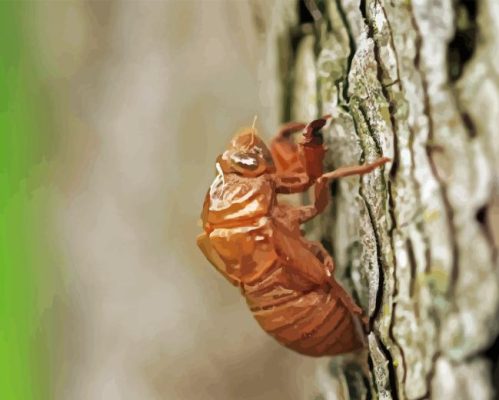 Cicadas Insect Paint By Numbers