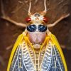 Close Up Cicadas Insect Paint By Numbers