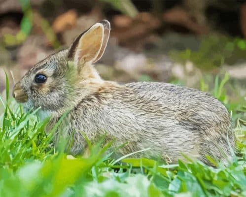 European Rabbit Paint By Numbers