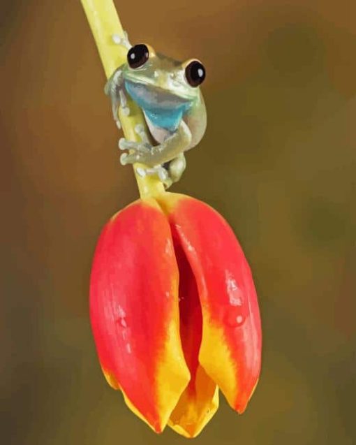 Frog On a Tulip Paint By Numbers