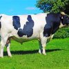 Holstein Friesian Paint By Numbers
