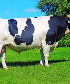 Holstein Friesian Paint By Numbers