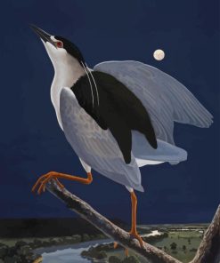 Night Heron Paint By Numbers
