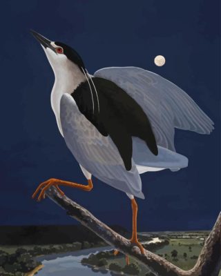 Night Heron Paint By Numbers