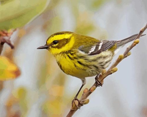 Townsends Warbler Paint By Numbers