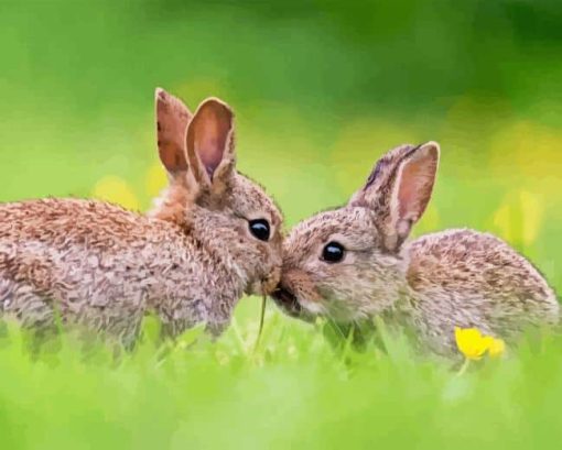 Wild European Rabbits Paint By Numbers