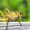 Yellow Cricket Paint By Numbers