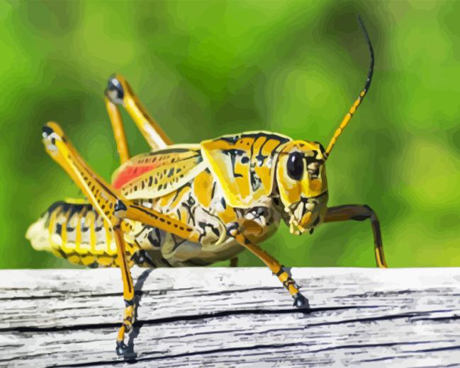 Yellow Cricket Paint By Numbers