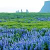 Blue Lupines Field Paint By Numbers