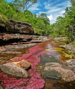Cano Cristales River View Paint By Numbers
