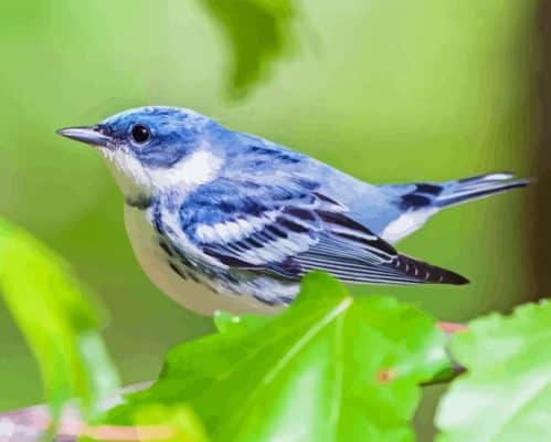 Cerulean Warbler Paint By Numbers