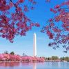 Cherry Blossoms Washington Paint By Numbers