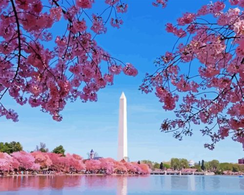 Cherry Blossoms Washington Paint By Numbers