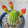 Echinopsis Plant Paint By Numbers