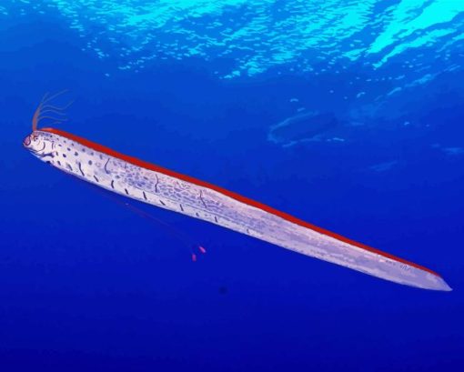 Oarfish Underwater Paint By Numbers