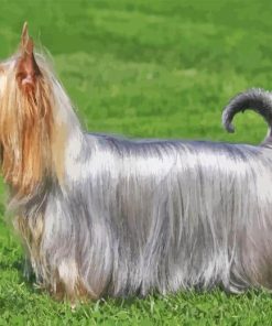 Silky Terrier Puppy Paint By Numbers