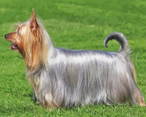 Silky Terrier Puppy Paint By Numbers