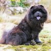 Black Chow Chow Paint By Numbers