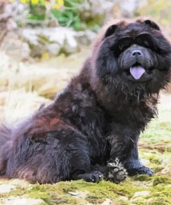 Black Chow Chow Paint By Numbers