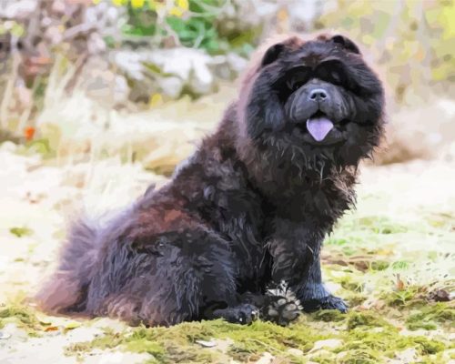 Black Chow Chow Paint By Numbers