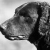 Curly Coated Retriever Paint By Numbers