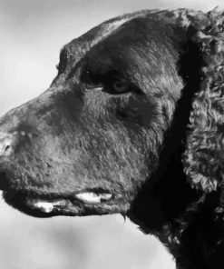 Curly Coated Retriever Paint By Numbers