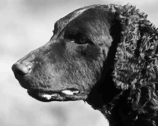Curly Coated Retriever Paint By Numbers