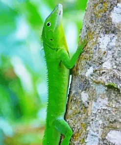 Jamaican Giant Anole Paint By Numbers