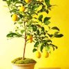 Lemon In Pot Paint By Numbers