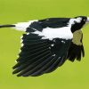 Magpie Lark Flying Paint By Numbers