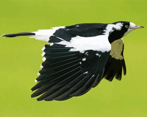 Magpie Lark Flying Paint By Numbers