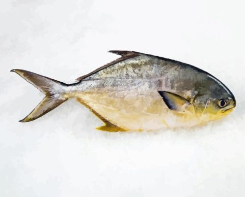 Pompano Fish Paint By Numbers