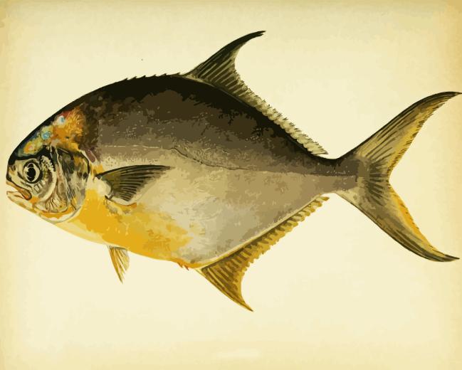 Pompano Paint By Numbers