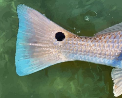 Redfish Tail Underwater Paint By Numbers