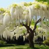 White Wisteria Tree Paint By Numbers