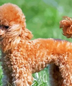 Brown Miniature Poodle Paint By Numbers
