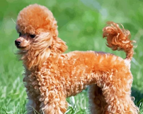 Brown Miniature Poodle Paint By Numbers