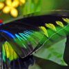 Colorful Butterfly Wings Paint By Numbers