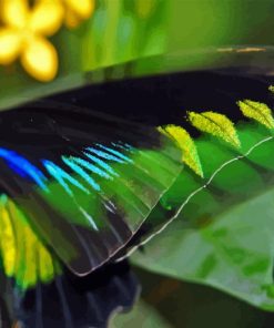 Colorful Butterfly Wings Paint By Numbers