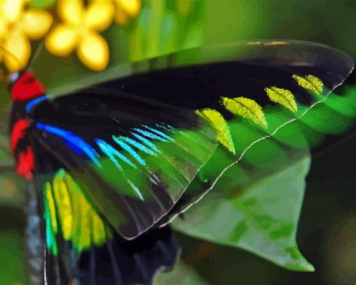 Colorful Butterfly Wings Paint By Numbers