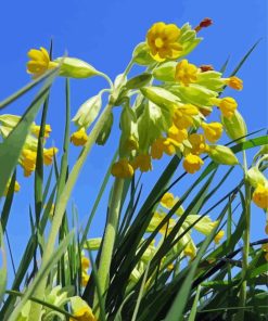 Cowslip Flowers Paint By Numbers