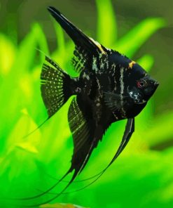 Dark Angelfish Paint By Numbers