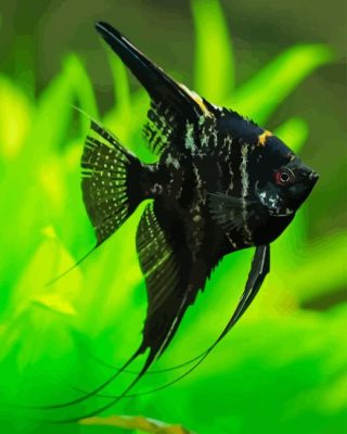 Dark Angelfish Paint By Numbers