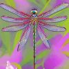 Dragonfly Purple Paint By Numbers